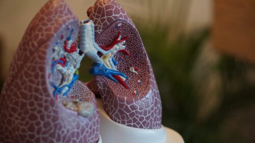 Model of human lungs showing the respiratory system.